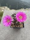 Lobivia spec. violett